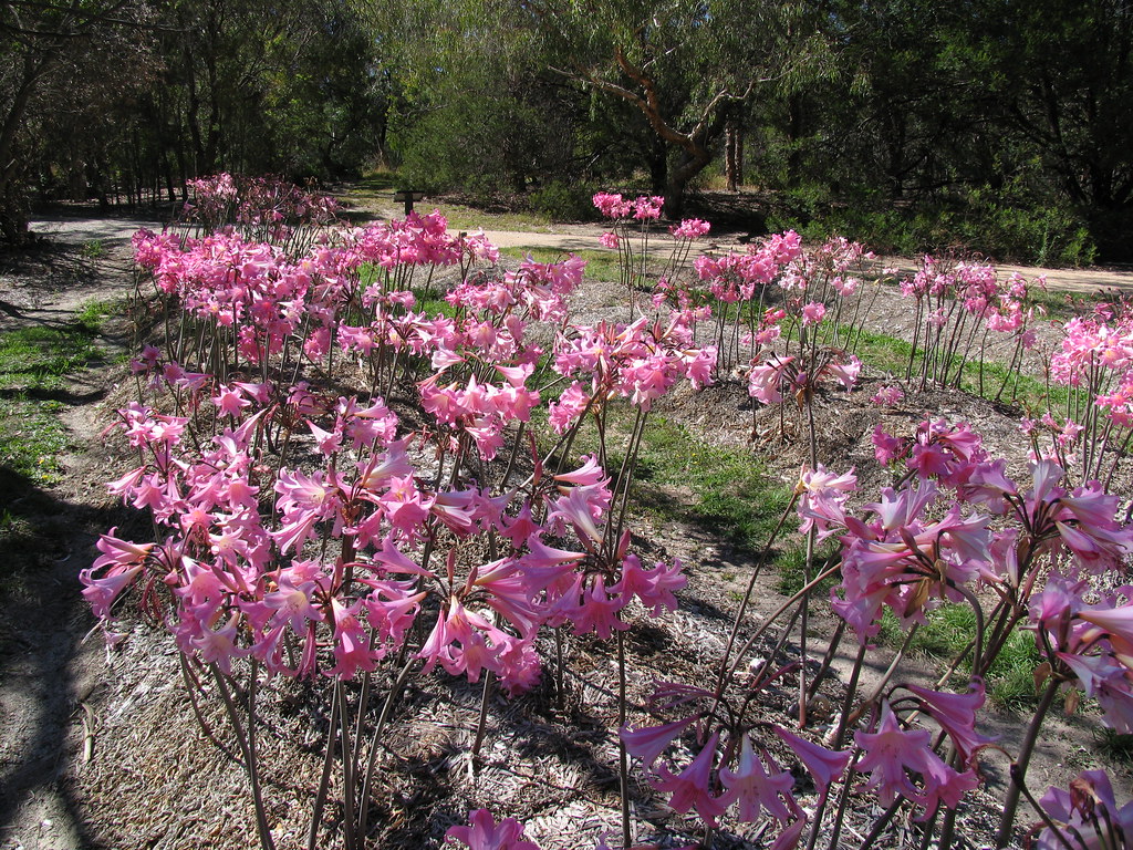 Amaryllis belladonna, Callicore rosea, Belladonna Lily 