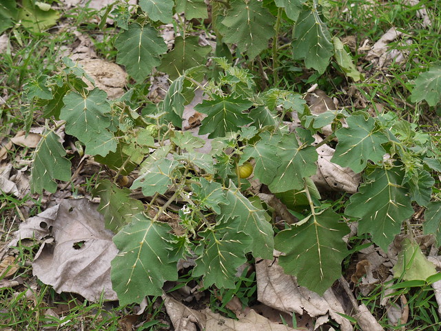 Solanum viarum Dunal