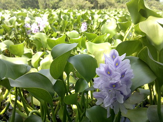 Water lily's by my Nokia N8