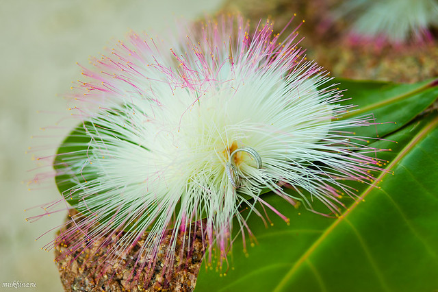 seychelles flowers from Avatar movie