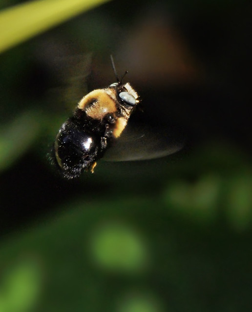 Brown-belted bumblebee, hovering