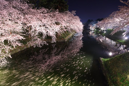 festival japan night stream view aomori 桜 日本 hirosaki 夜景 水 夜桜 ソメイヨシノ 2011 水面 弘前城 青森県 お堀 城郭 弘前公園 弘前市 そめいよしの 花筏 中堀