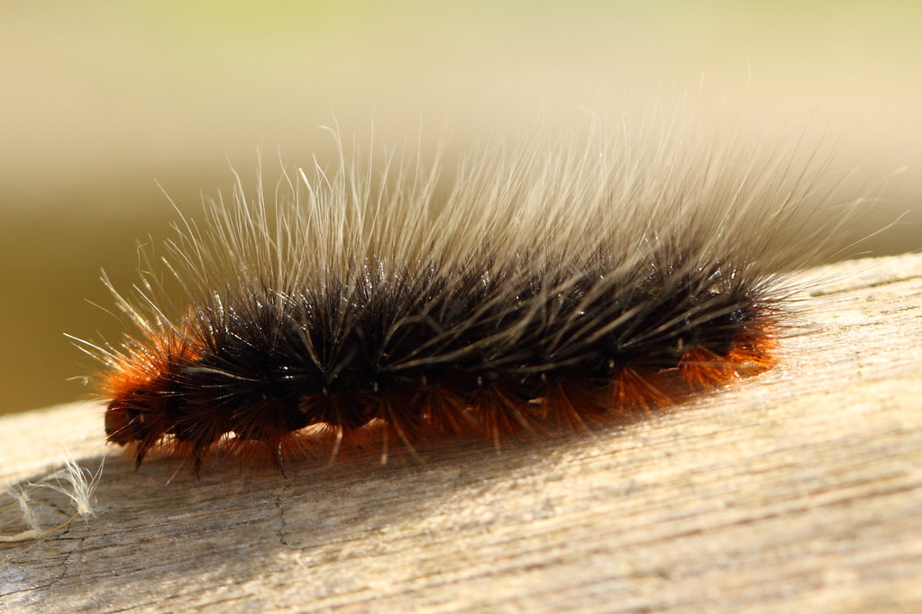 Er is behoefte aan Teken onderdelen garden tiger moth caterpillar / rups grote beer (Arctia ca… | Flickr