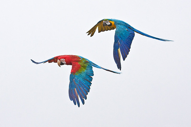 Flying Macaws