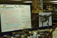 "Fishbowl Fun Facts" in George Page Museum (La Brea Tar Pits)