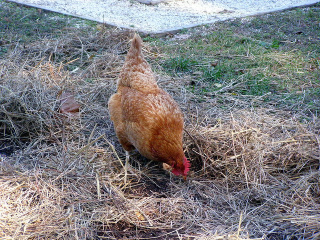 A Heritage Hen