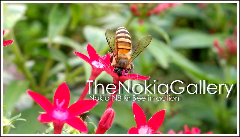 Nokia N8 @ Bee in action