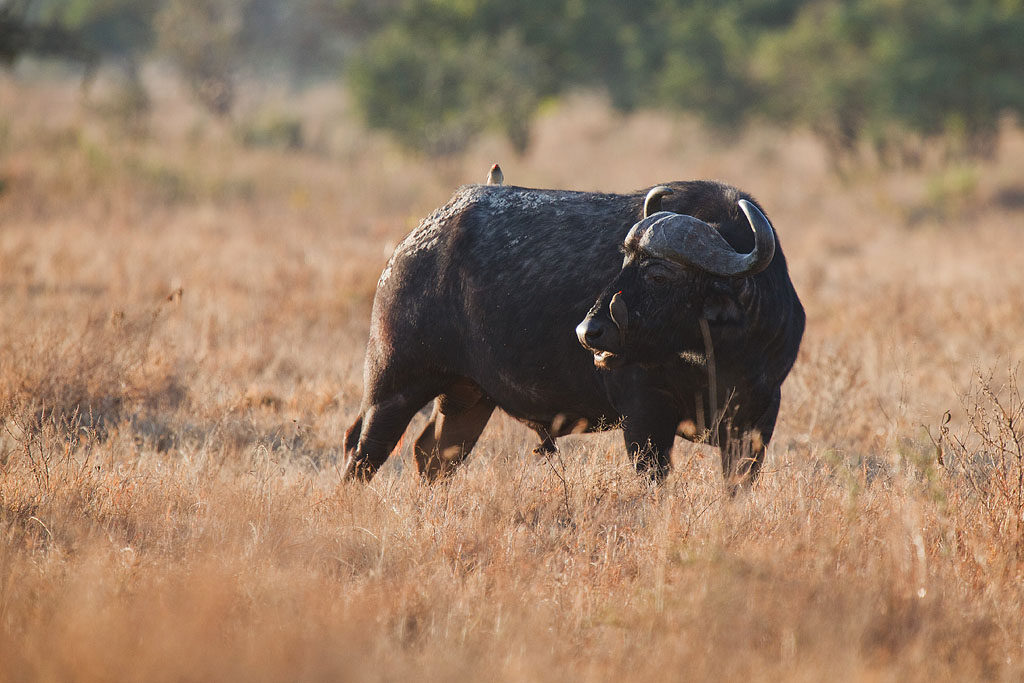 Buffalo - Kenya