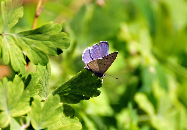 Mt. Charleston Blue Butterfly