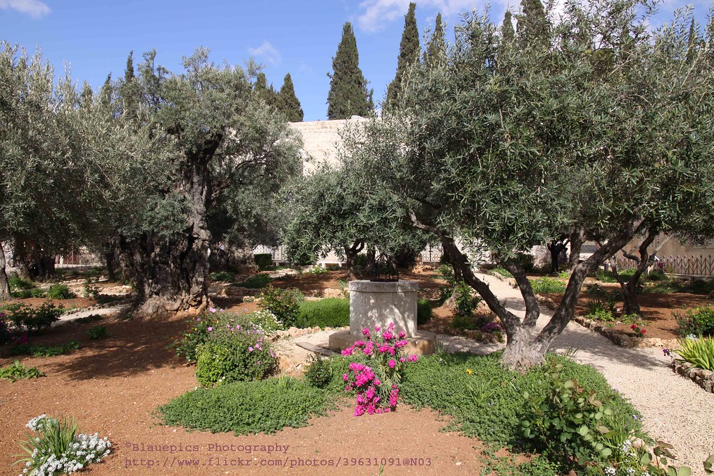 Jerusalem Garden Gethsemane At The Foot Of The Mount Of O Flickr