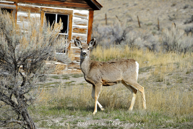 Deer in Bannack, MT
