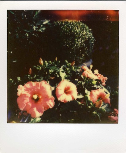 Hibiscus | by ifleming