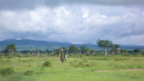 Mudds visit Mikumi-52 by Micah & Erin, southernhighlandstzsafaris