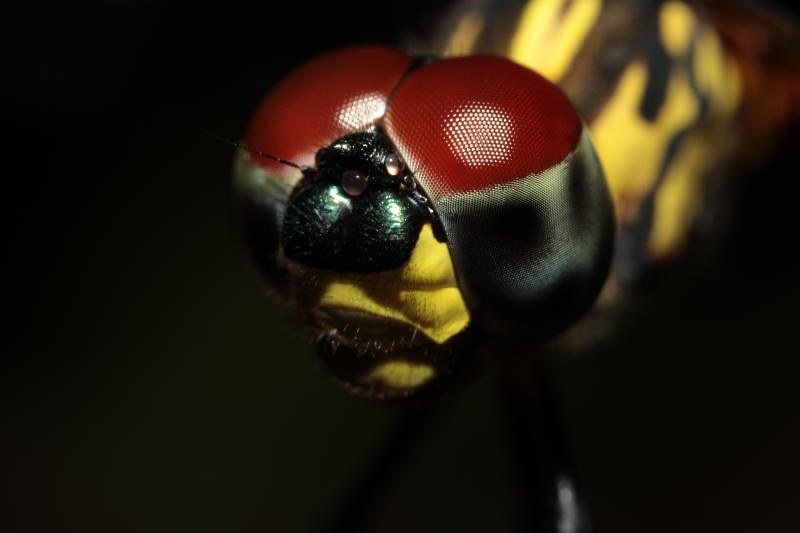Nt Insects Insects & Spiders of the Top End, Northern Territory. | Flickr
