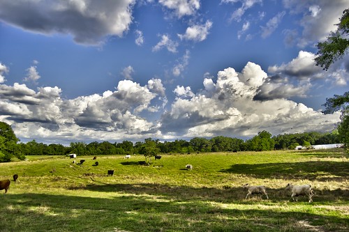 summer green field clouds cow day cloudy pasture hdr esmithiii esmithiii2003