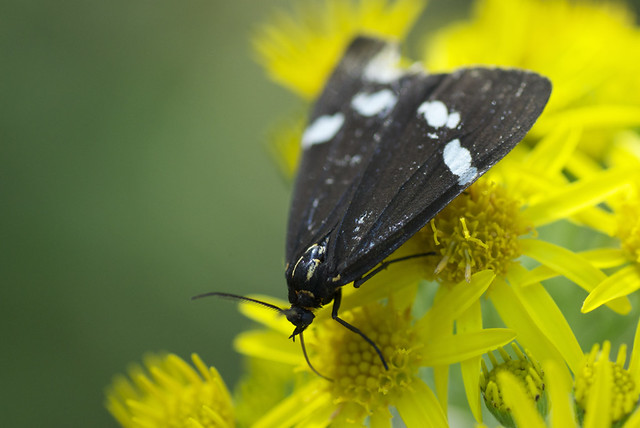the New Zealand magpie moth