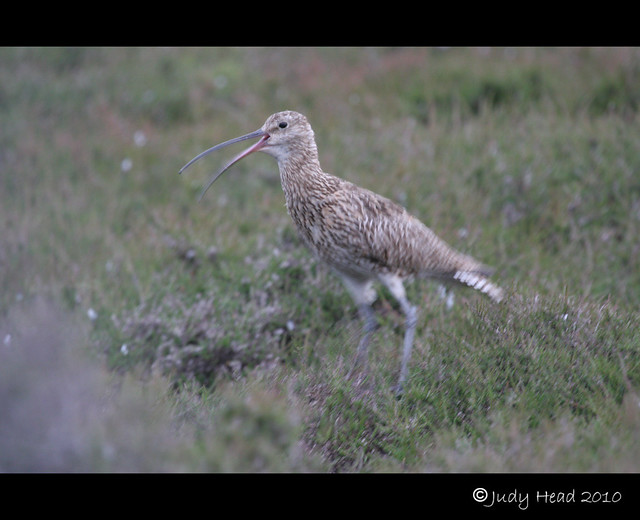 Curlew On The Moor