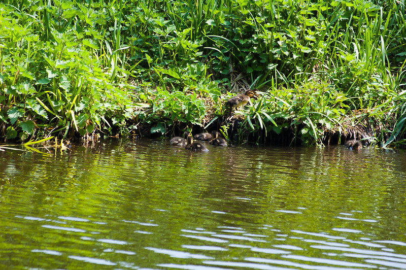 Ducklings