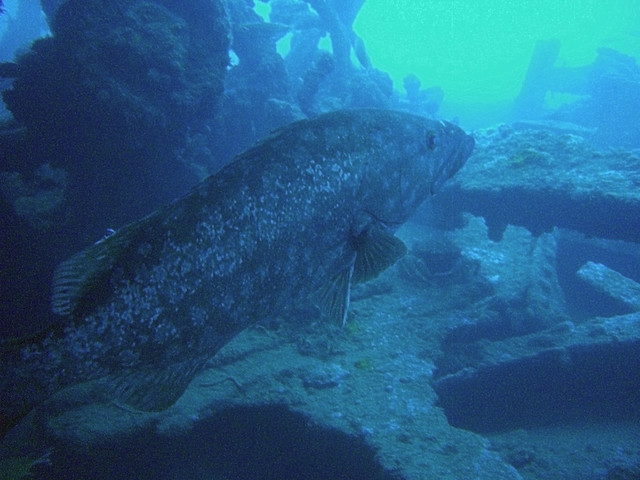 The wreck of the Pronto, Funchal Madeira, and large Comb Grouper.