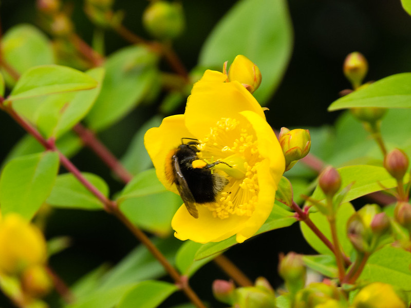 Bee gathering nectar