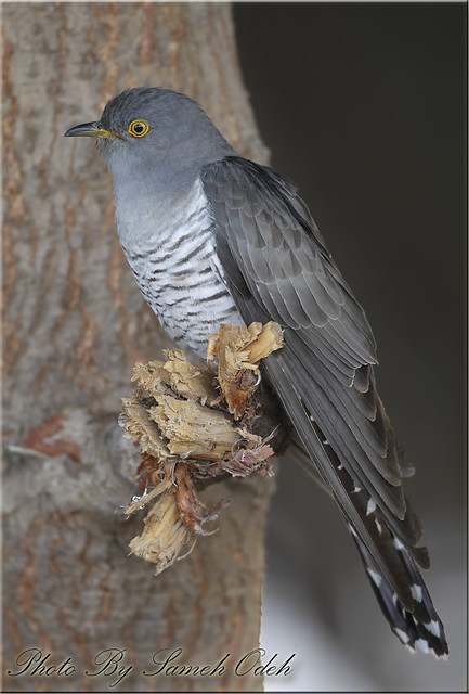 Common Cuckoo-الوقواق-لحميمة