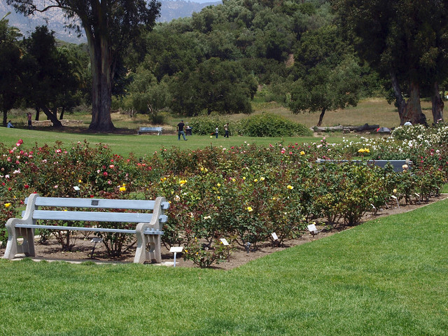 panpic09  Santa Barbara A. C. Postel rose garden upper area