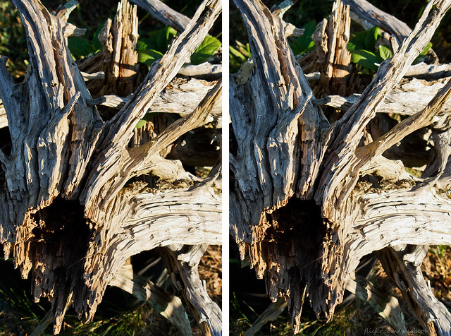 Driftwood in 3D