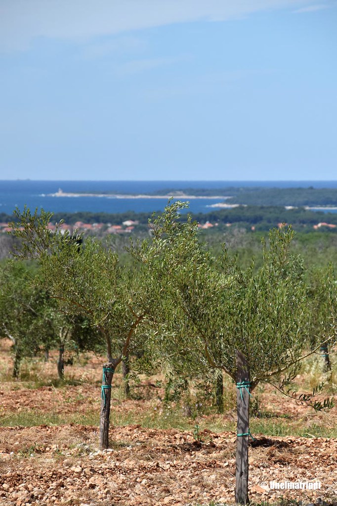Oliivipuita taustallaan merimaisema