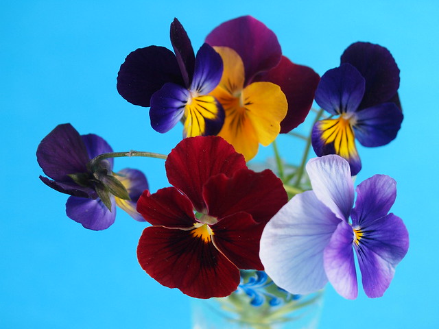 Spring violets - Violette di Primavera