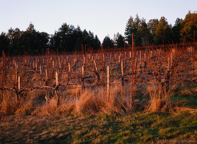 Just Before Sunset - Annapolis Winery Vineyards - GA645zi - Provia 400x