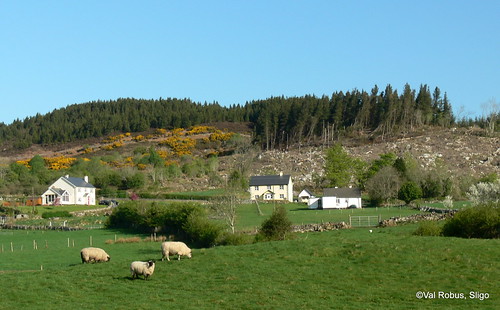 ireland mountain rural landscape village sheep sligo gorse