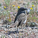 Flickr photo 'Sage Sparrow (Amphispiza belli)' by: almiyi.