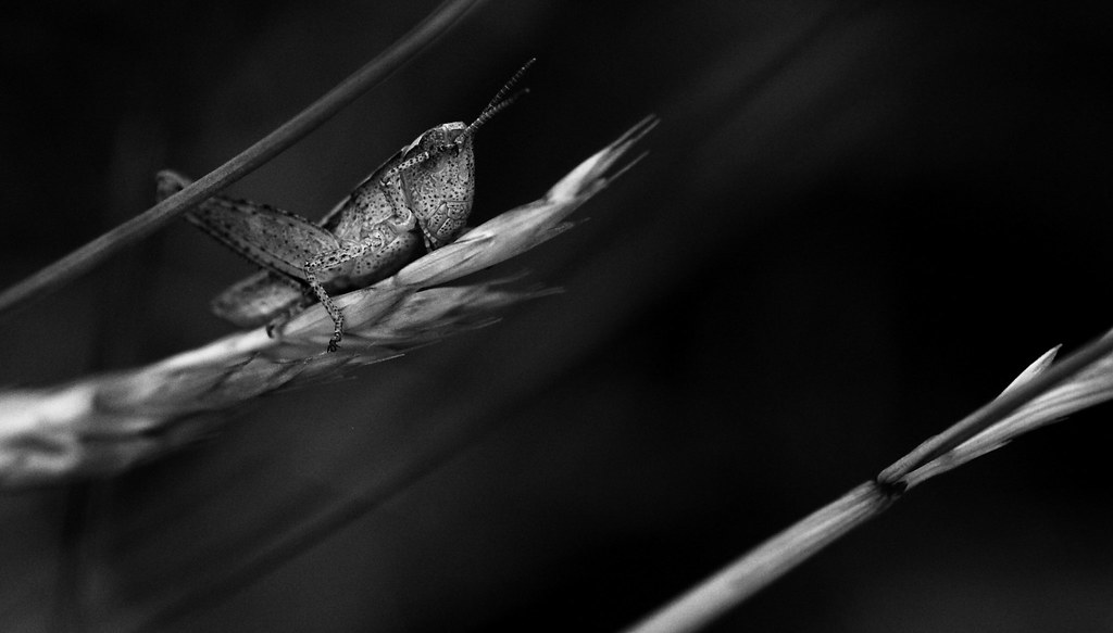 Grasshopper Black and White | Deryk Tolman | Flickr