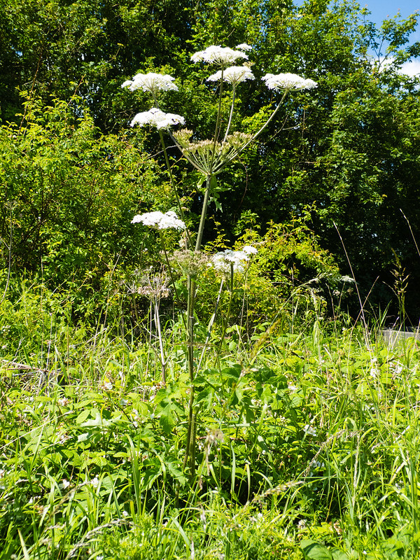 Tall Cow Parsley Flowering