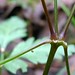Flickr photo 'Geranium robertianum stems' by: John Tann.