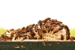 Bee & Beehive