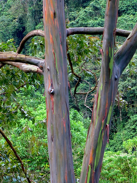 Eucaliptus tree