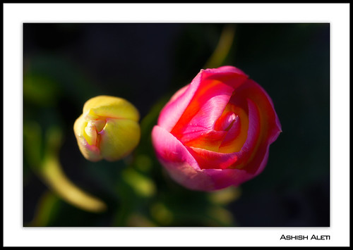 flowers colors sunrise dawn washington spring mt tulips state vibrant warmth rows skagit vernon