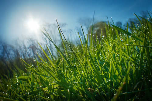 blue sun green water grass sunrise drops sony dew hdr nex project365 ourdailychallenge nex5 odc3