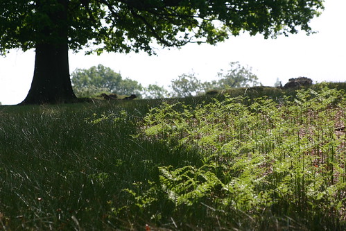 Bracken Grass and tree Duchess Walk 