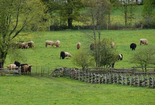 green cows beef bulls fields farms steers