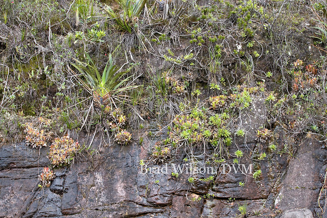 Heliamphora exappendiculata, Sun or Marsh Pitcher Plant, tepui 