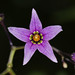 Flickr photo 'Climbing Nightshade or European Bittersweet - Solanum dulcamara' by: MT Lynette.