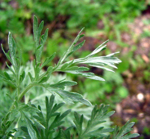 Artemisia absinthium, Wormwood, Absint-alsem | Absinthe, Wer… | Flickr