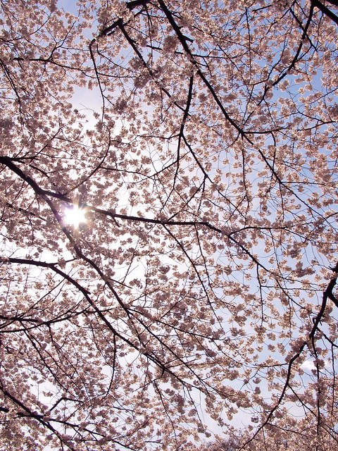 青空にかかる桜