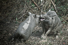 BMT - Fighting Sows
