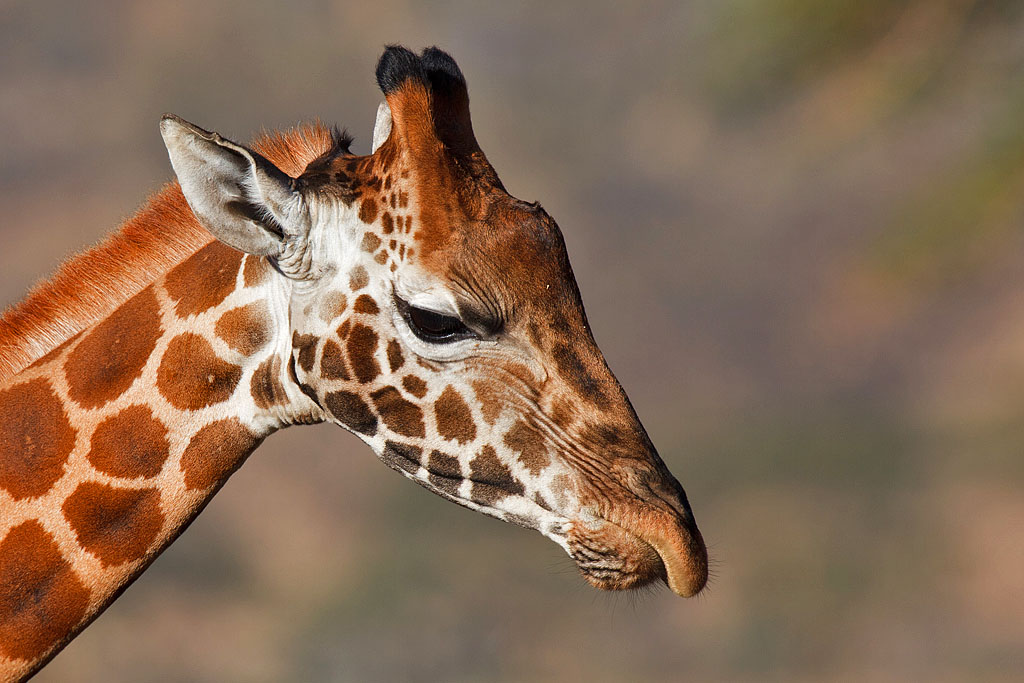 Rothschild's Giraffe - Kenya