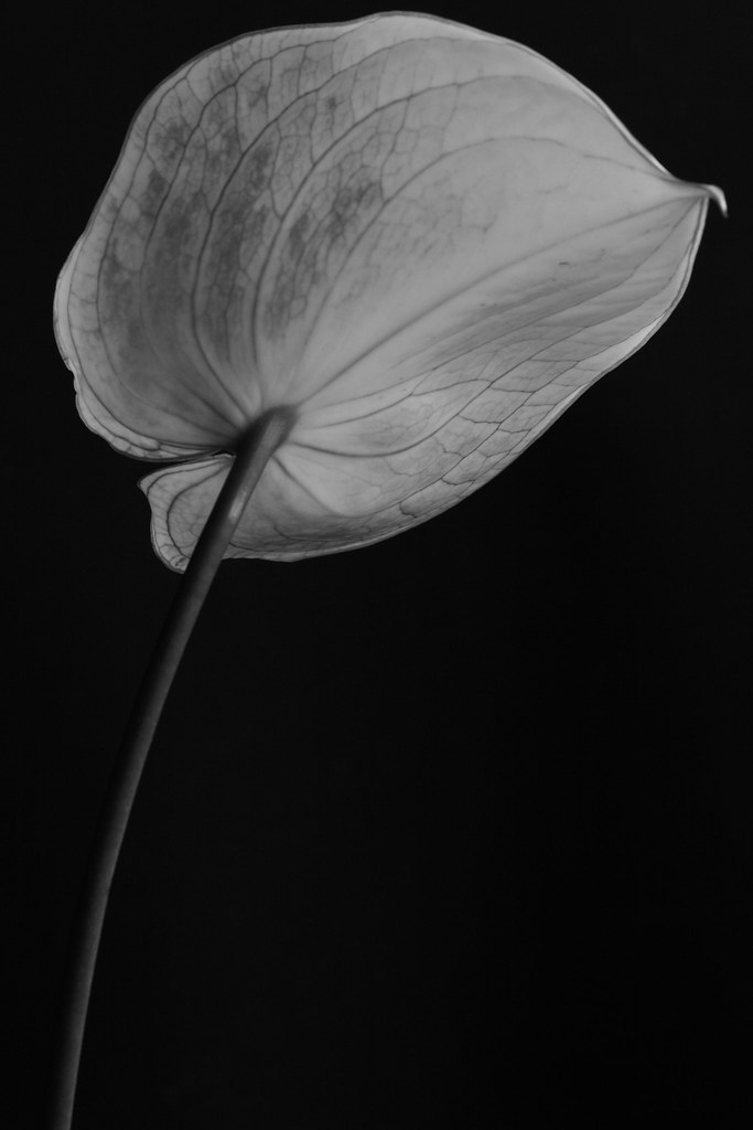 Fleur blanche, noir et blanc | Leane Pages | Flickr