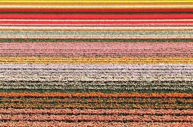 Tulips Field in Keukenhof
