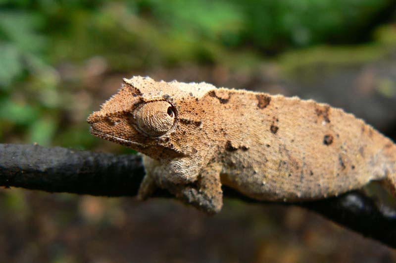 Pygmy chameleon - Mt. Inago, Mozambique | Pygmy chameleon - … | Flickr